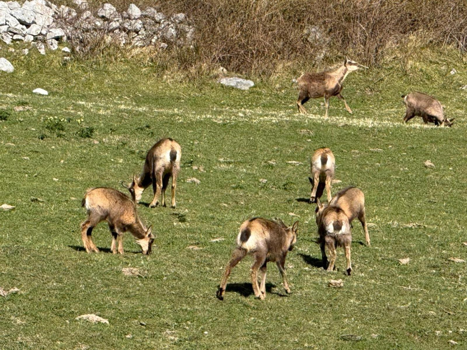 Apartamentos El Caxigu Arenas De Cabrales Eksteriør bilde